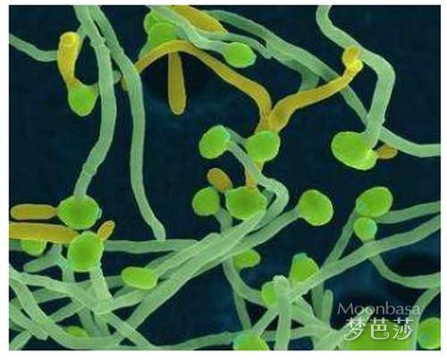 念珠菌阳性