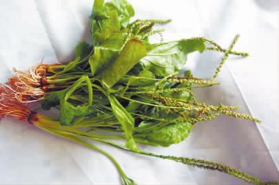 车前草的功效与作用