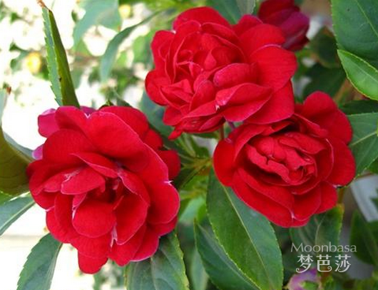 指甲花怎么染头发