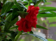 指甲花怎么染头发？指甲花染头发有毒吗?