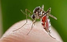 什么血型招蚊子 怎么防蚊最安全呢