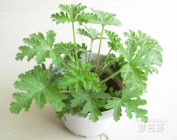 驱蚊草有用吗？怎样驱蚊既安全又有效？